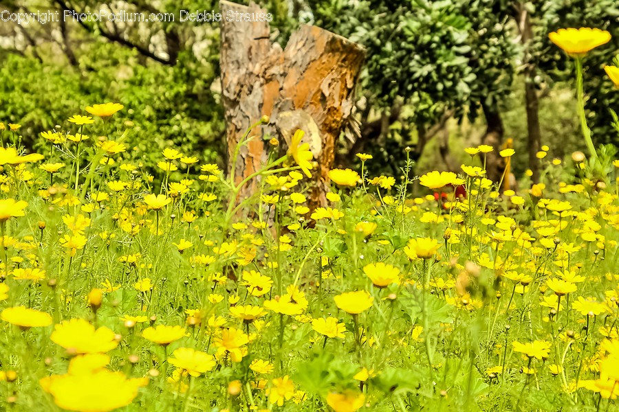 Grassland, Field, Outdoors, Nature, Countryside