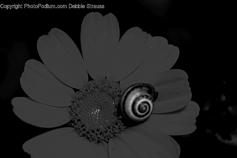 Plant, Flower, Blossom, Daisies, Daisy