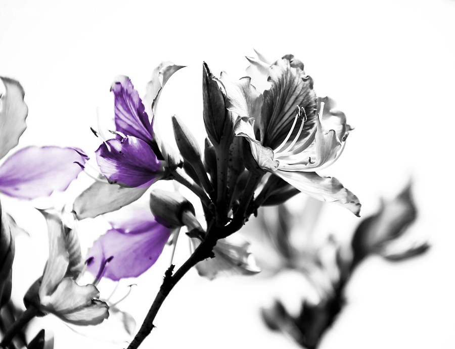 Plant, Flower, Blossom, Geranium, Pollen