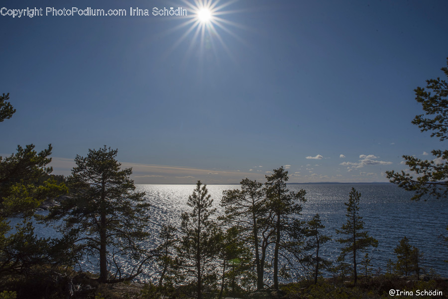 Plant, Tree, Fir, Abies, Flare