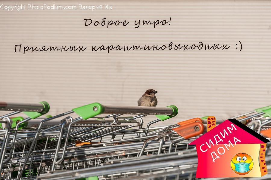 Bird, Animal, Text, Plant, Vehicle