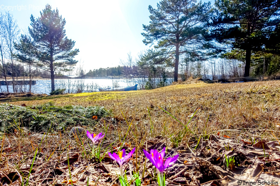 Ground, Plant, Tree, Fir, Abies