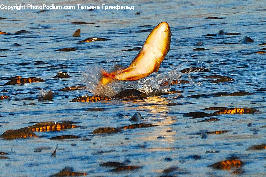 Swimming, Water, Fish, Sea Life