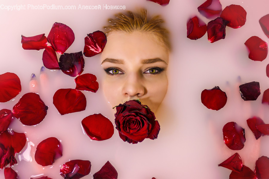 Blossom, Plant, Flower, Petal, Rose