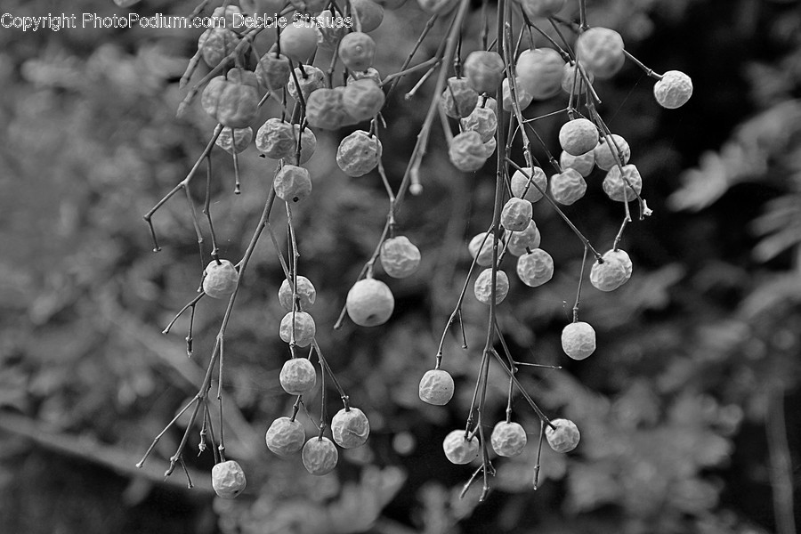Plant, Flower, Blossom, Lamp, Chandelier
