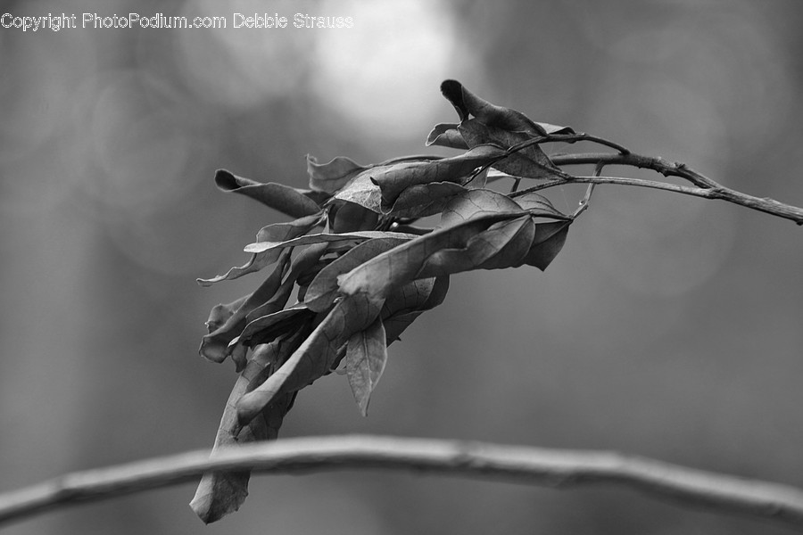 Plant, Leaf, Animal, Bird, Tree
