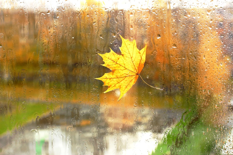 Plant, Leaf, Tree, Maple, Maple Leaf