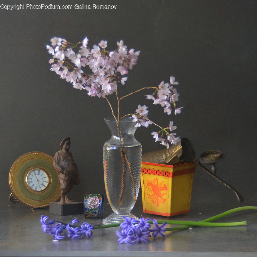 Plant, Human, Person, Blossom, Flower