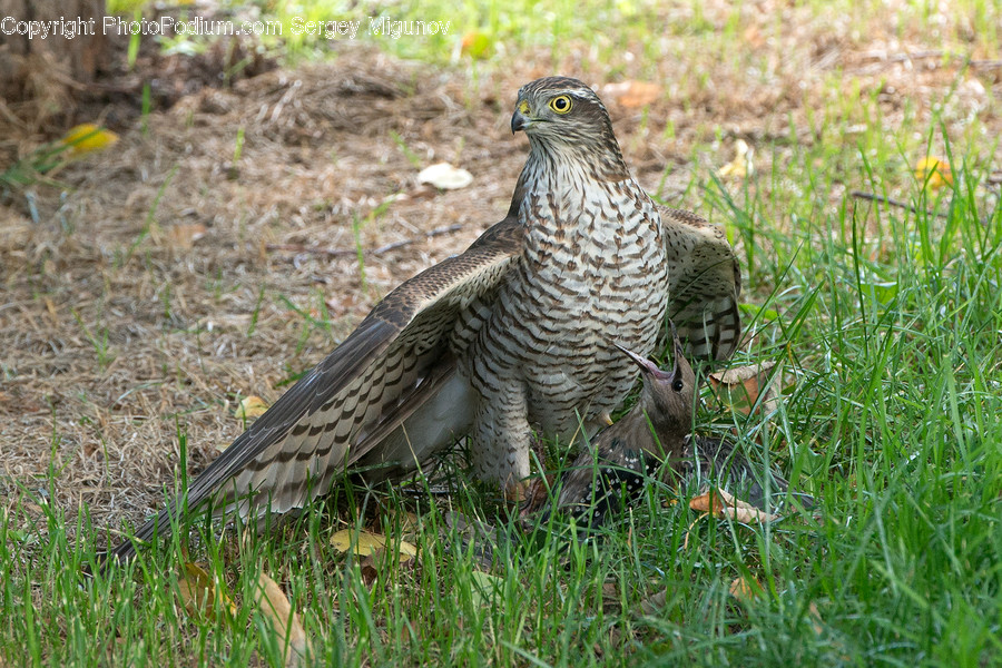 Bird, Animal, Accipiter, Hawk, Buzzard