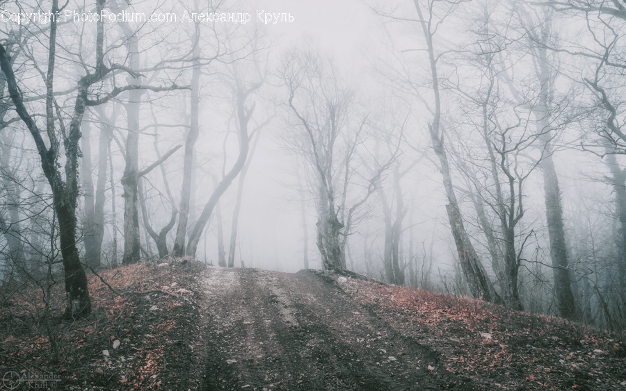 Nature, Weather, Outdoors, Fog, Mist