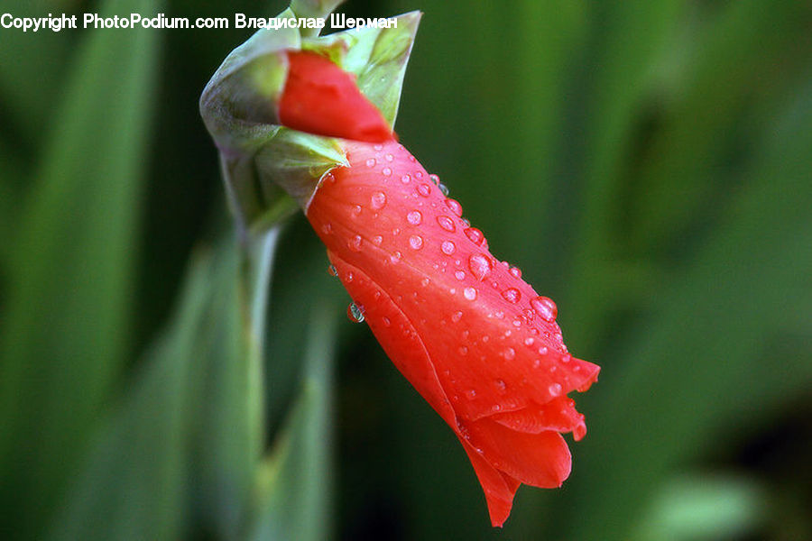 Flora, Flower, Gladiolus, Plant, Blossom, Carnation, Field