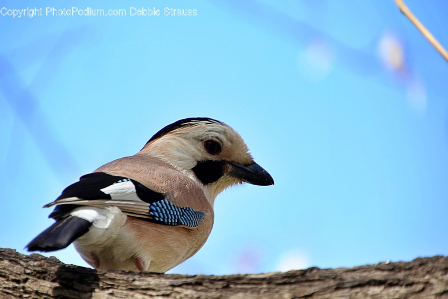 Jay, Bird, Animal, Blue Jay, Finch