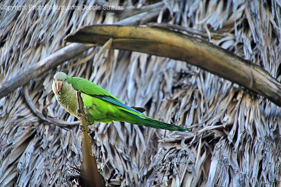 Bird, Animal, Parrot, Parakeet