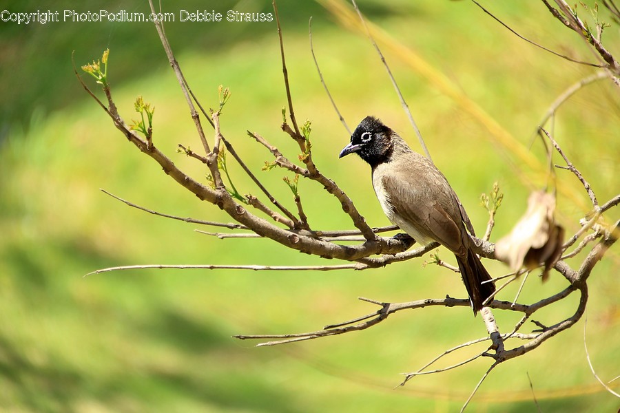 Bird, Animal, Jay, Finch, Leaf