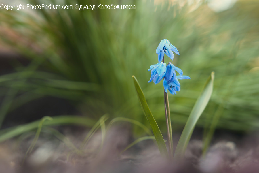 Plant, Flower, Iris, Blossom, Amaryllidaceae