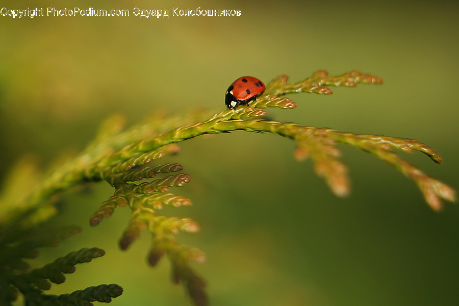 Animal, Invertebrate, Insect, Tree, Plant