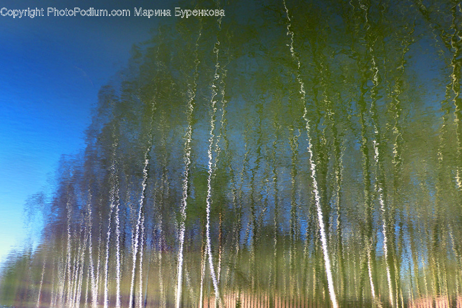 Plant, Tree, Birch, Fir, Abies