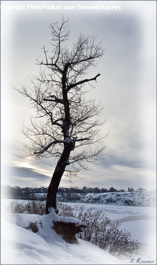 Ice, Outdoors, Snow, Plant, Tree, Oak, Wood