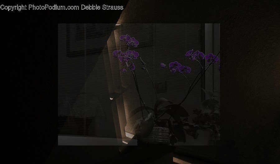 Plant, Home Decor, Flower, Blossom, Vase