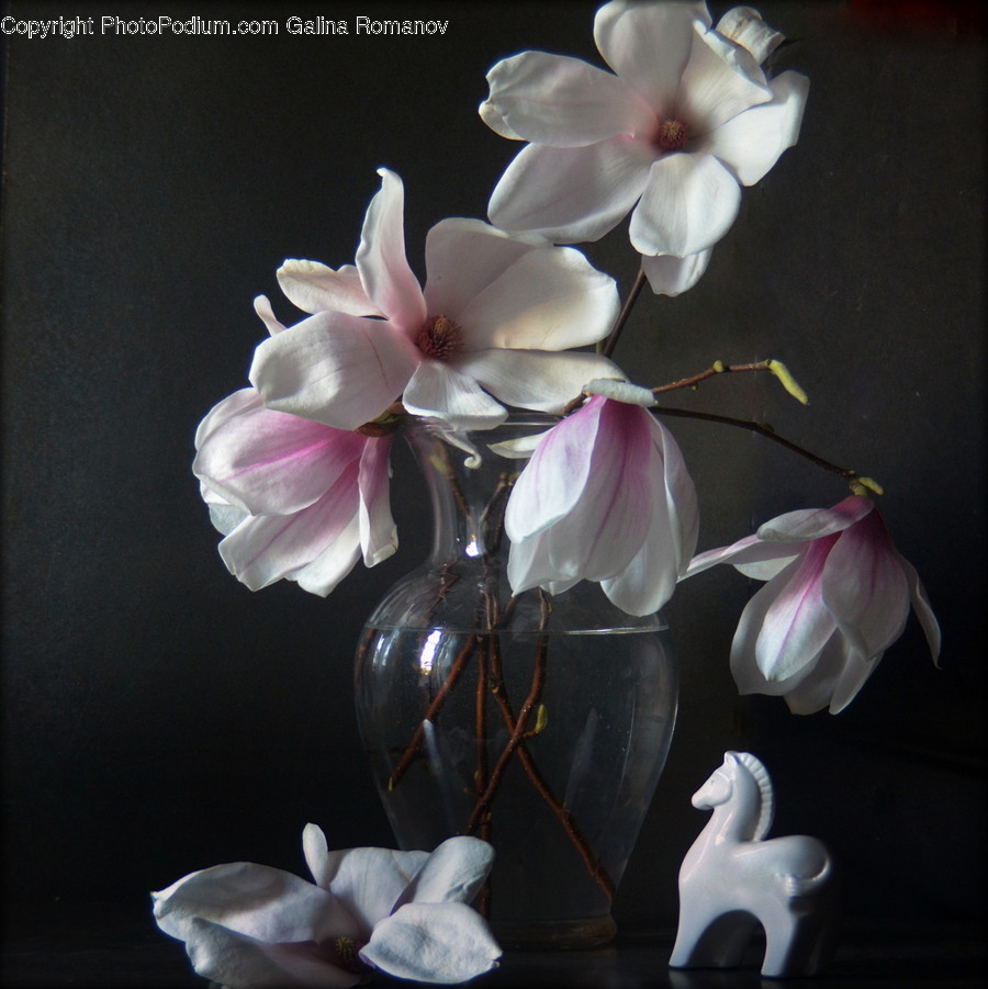 Plant, Flower, Blossom, Flower Arrangement, Pottery