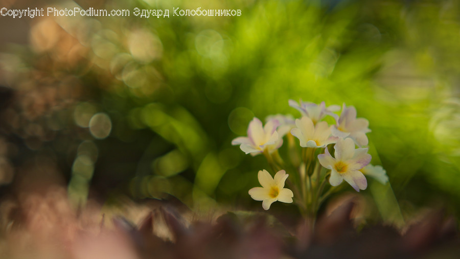 Blossom, Plant, Flower, Geranium, Petal