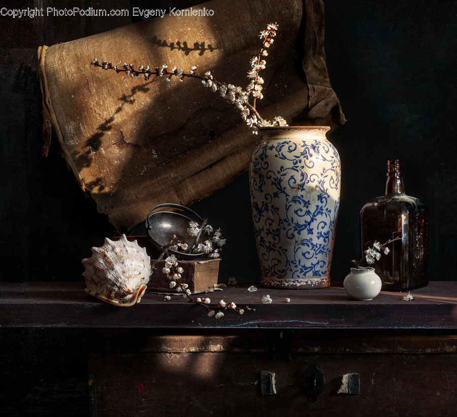 Furniture, Sea Life, Animal, Invertebrate, Seashell
