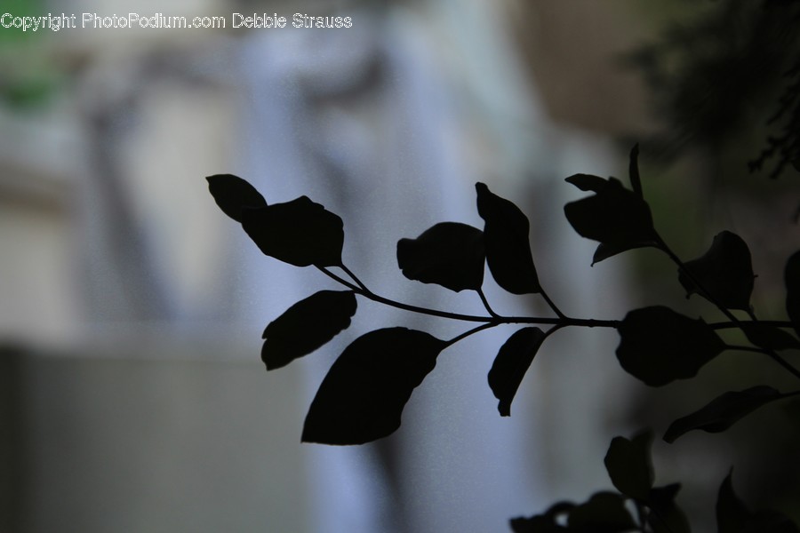 Leaf, Plant, Veins, Animal, Bird