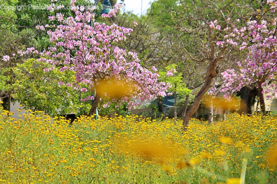 Spring, Plant, Blossom, Flower, Outdoors