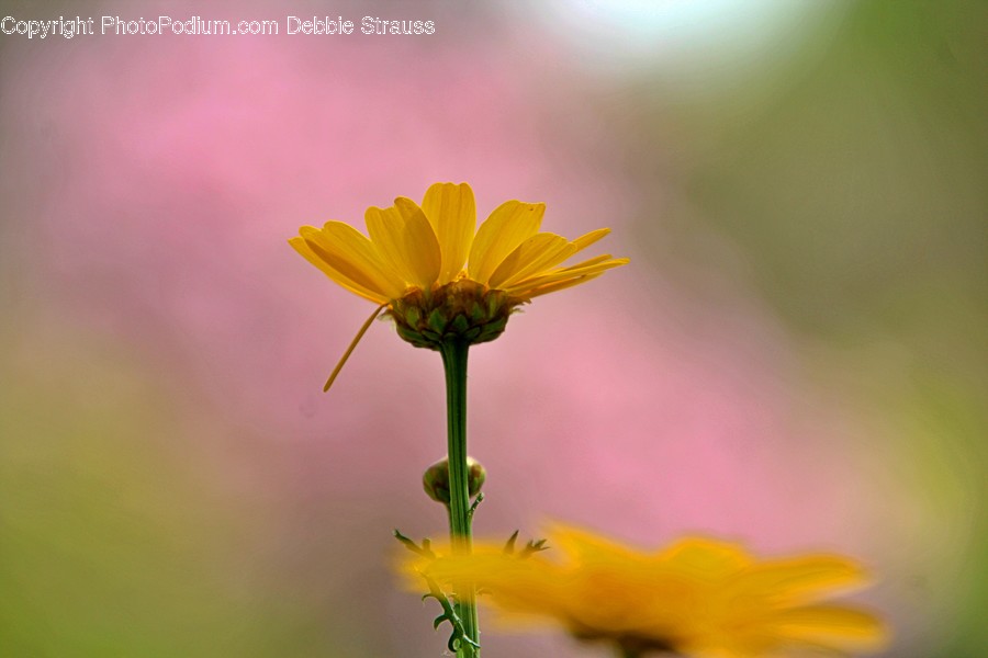 Plant, Daisy, Daisies, Blossom, Flower