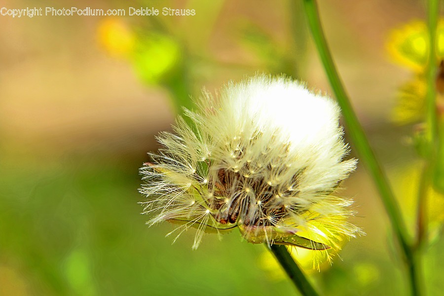Plant, Flower, Blossom, Dandelion