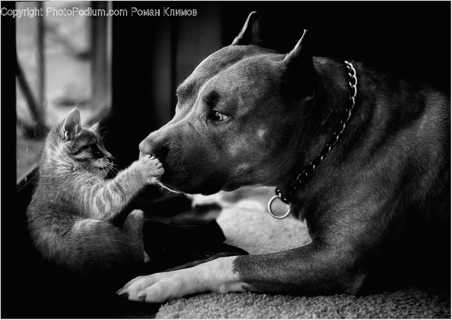 Pet, Canine, Dog, Mammal, Animal
