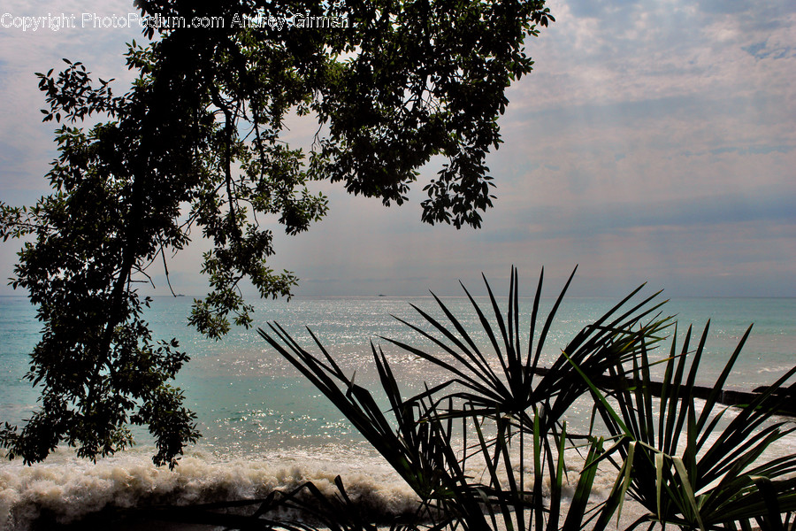 Plant, Vegetation, Nature, Outdoors, Tree