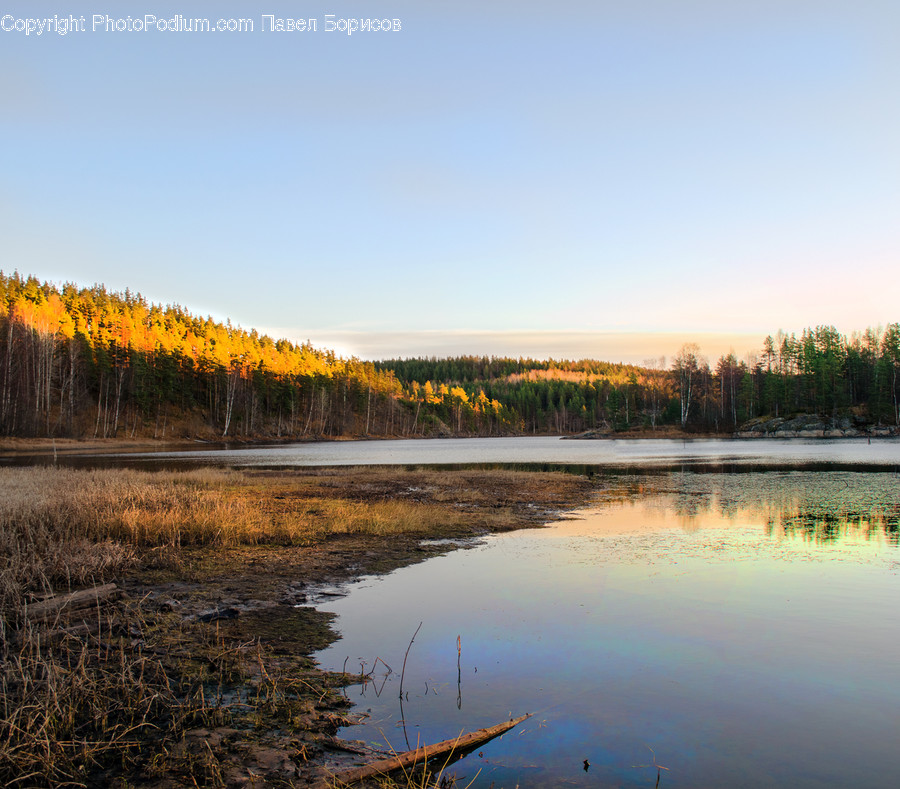 Water, Land, Outdoors, Nature, Tree