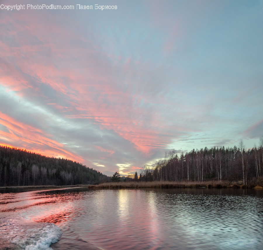 Nature, Water, Outdoors, Fir, Abies
