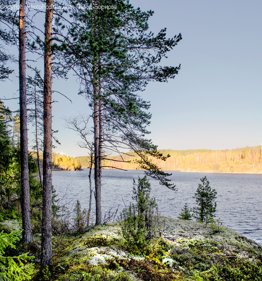 Water, Plant, Tree, Nature, Outdoors