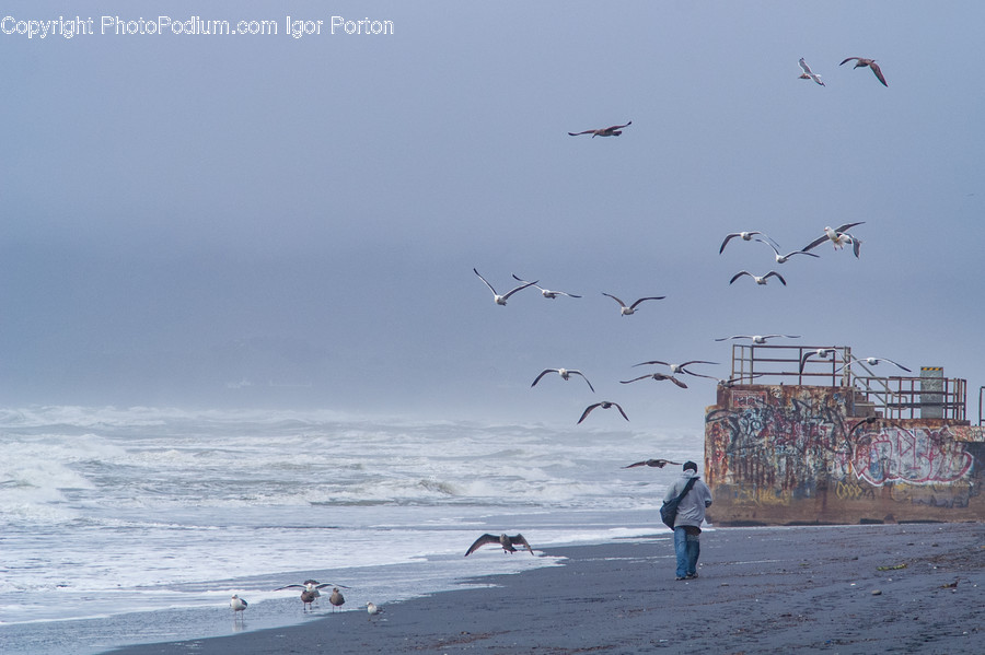 Animal, Flock, Human, Person, Bird