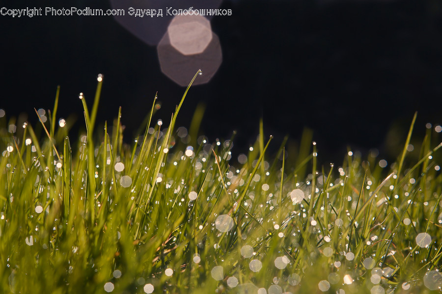 Grass, Plant, Droplet, Lawn, Field