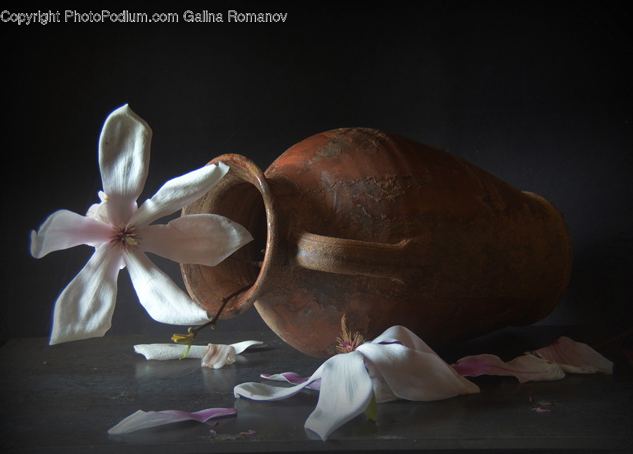 Plant, Blossom, Flower, Clothing, Apparel