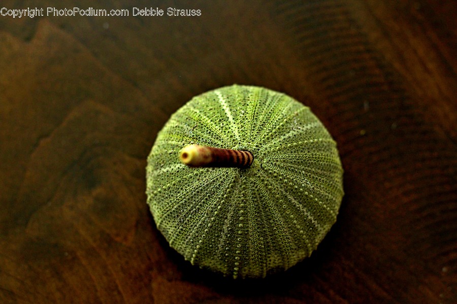 Plant, Animal, Reptile, Snake, Leaf