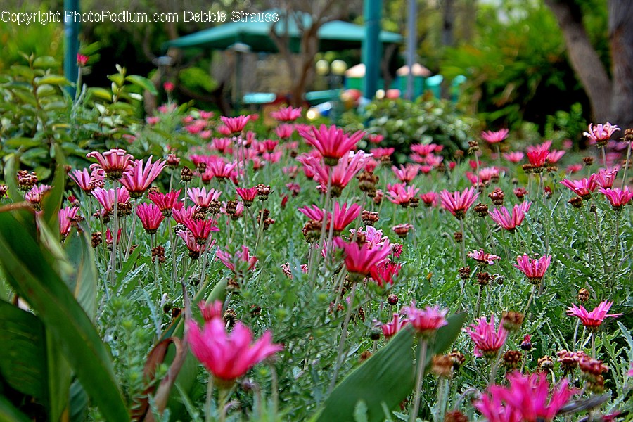 Plant, Flower, Blossom, Petal, Geranium