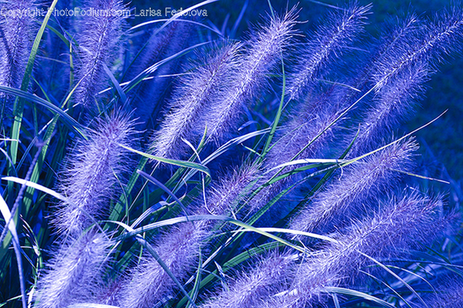 Clothing, Apparel, Purple, Plant, Mammal