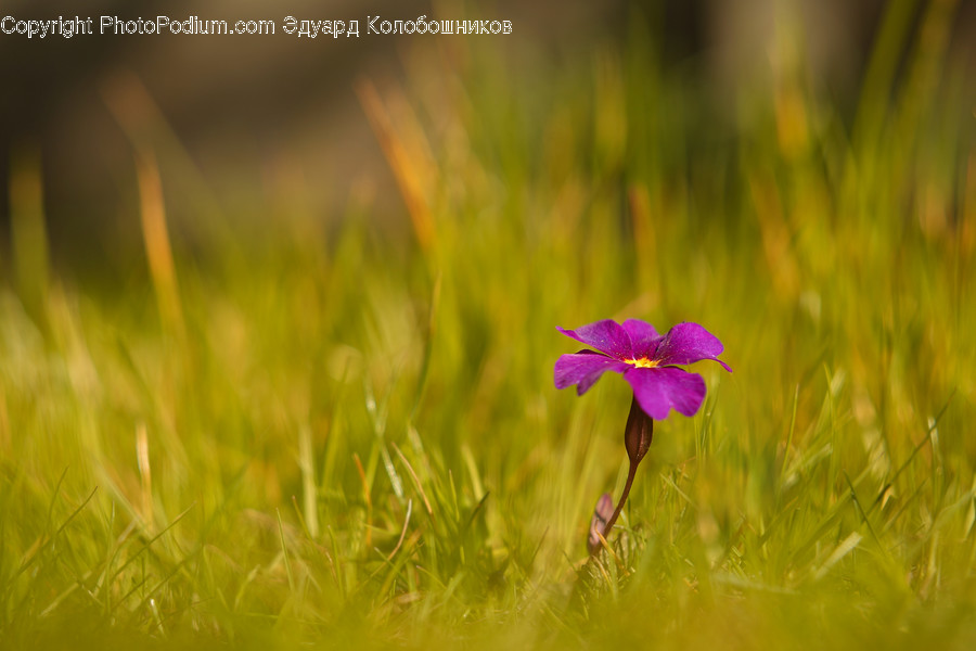 Geranium, Blossom, Flower, Plant, Petal