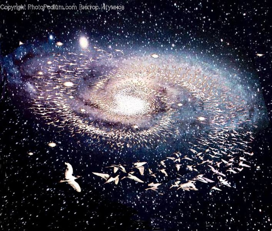 Animal, Bird, Outdoors, Nature, Outer Space