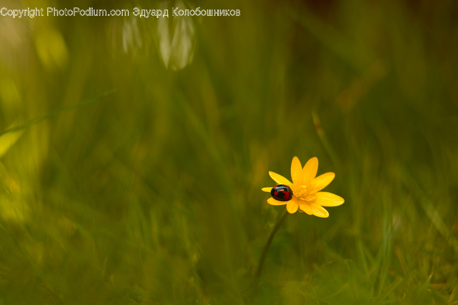 Plant, Daisy, Daisies, Blossom, Flower