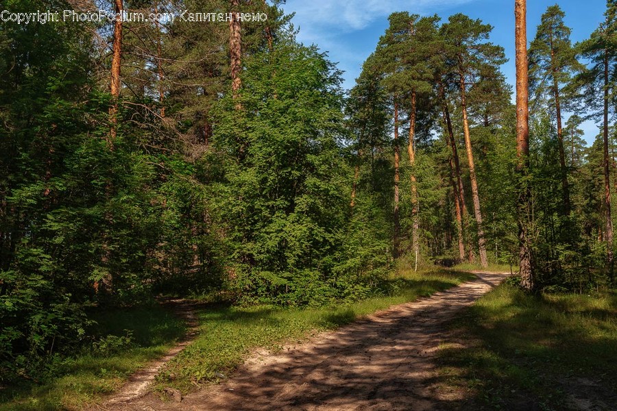 Tree, Plant, Vegetation, Abies, Fir