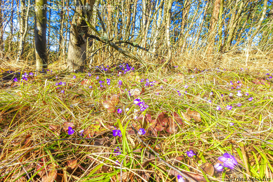 Ground, Plant, Tree, Flower, Blossom