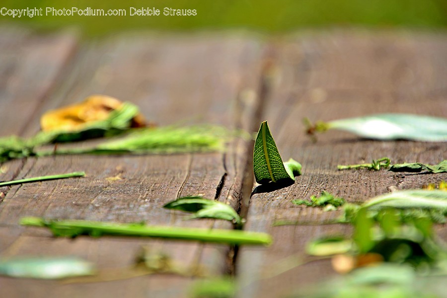 Plant, Moss, Leaf, Soil, Grass
