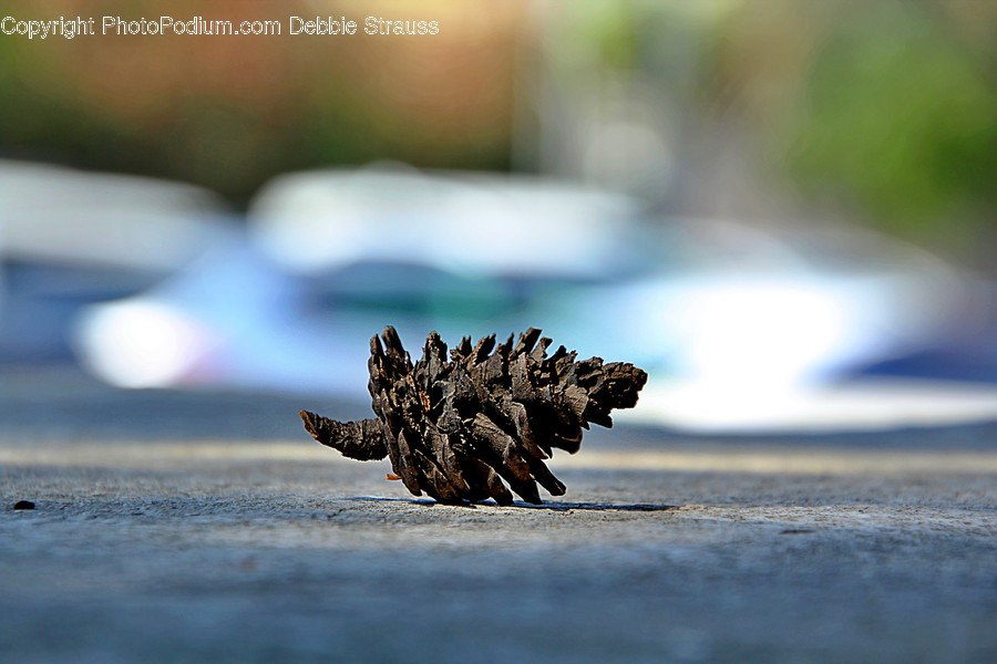 Wood, Plant, Outdoors, Nature, Animal