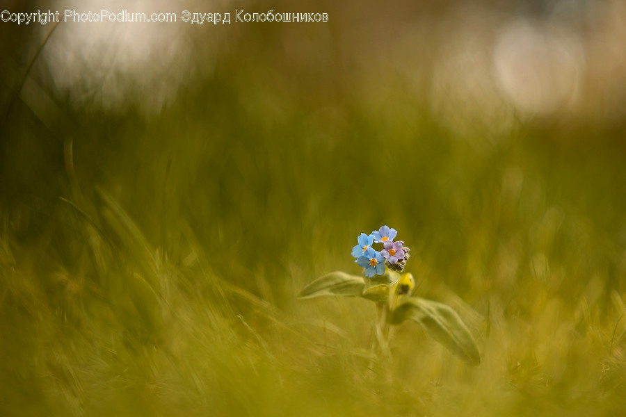 Plant, Grass, Blossom, Petal, Flower