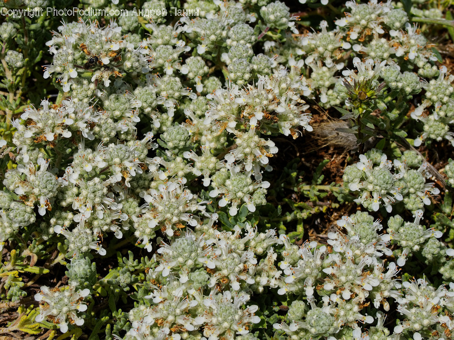 Plant, Flower, Blossom, Apiaceae, Potted Plant